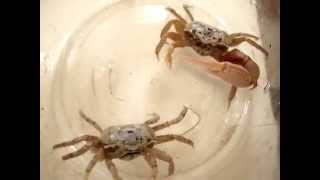 Marsh Fiddler Crab's Uca Pugnax