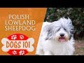 Dogs 101 - Polish Lowland Sheepdog - Top Dog Facts About the Polish Lowland Sheepdog