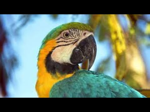 Video: Welcher Papagei Spricht Am Besten