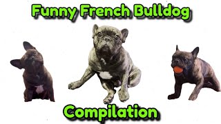 Funny French Bulldog Compilation #2024