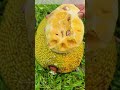 Slicing Open Nature’s Giant Puzzle: Why Jackfruit’s Texture Holds the Key to Its Sweetness
