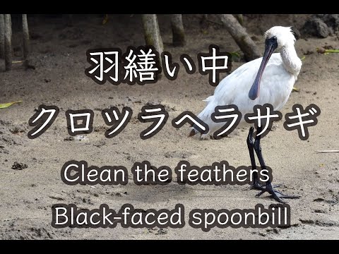 【石垣島動画野鳥図鑑】クロツラヘラサギ 羽繕い中 Black faced spoonbill Clean the feathers 4K Wild Birds