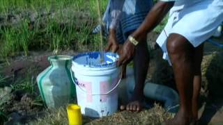 Rice Cultivation