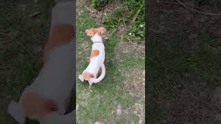 Mixed Breed Puppy For Adoption - 4 Months, Blind Puppy from Puchong, Bandar Kinrara, Kuala Lumpur