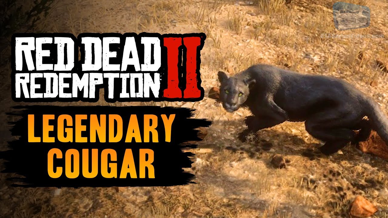 God følelse mm For pokker Red Dead Redemption 2 Legendary Animal - Legendary Cougar - YouTube