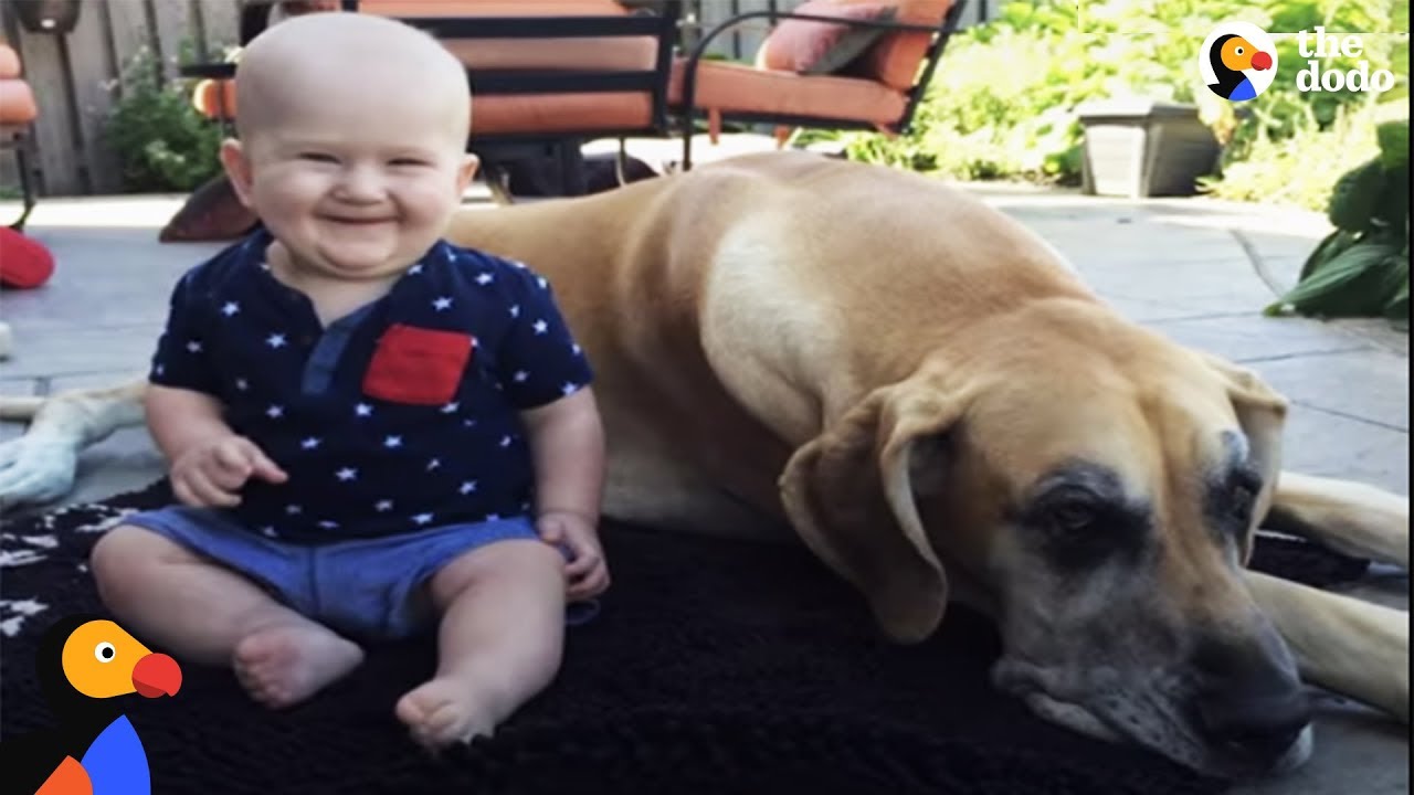 Big Dog Is Excited About His Baby Brother | The Dodo - Big Dog Is Excited About His Baby Brother | The Dodo