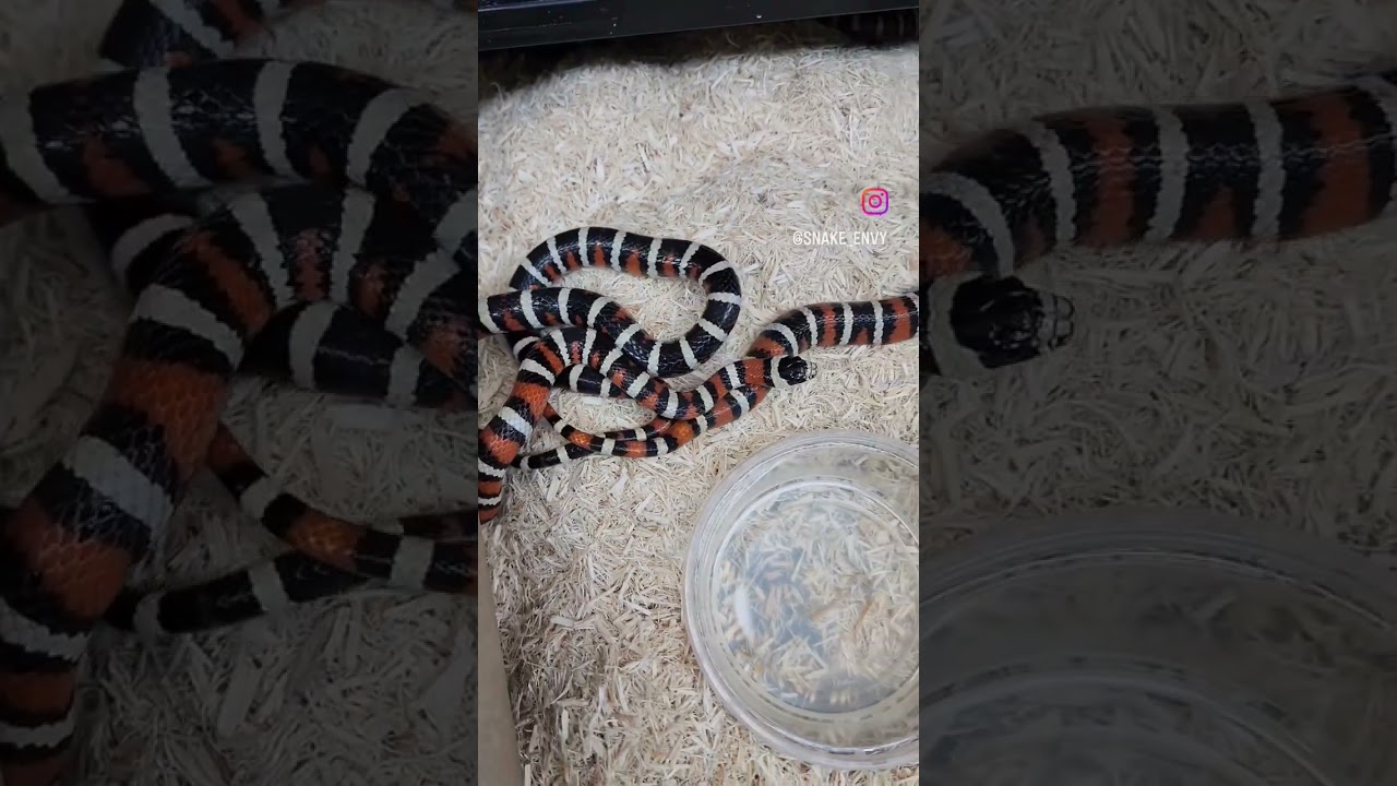 Utah Mountain Kingsnake love. 