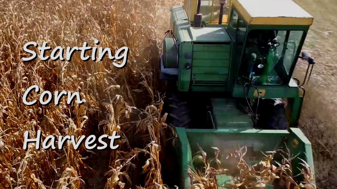 John Deere 3300 | Начинаем уборку кукурузы