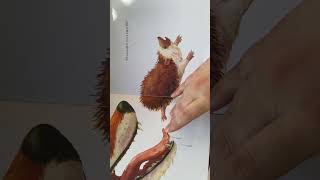 Reading age-appropriate books, EEC4010 early childhood language, and literacy learning
