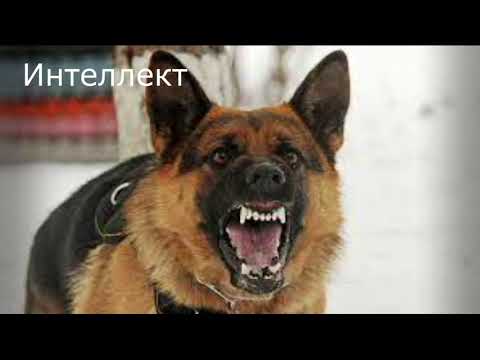 Доберман VS Немецкая овчарка