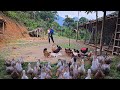 Clearing the garden increases the area for the chickens and ducks to live