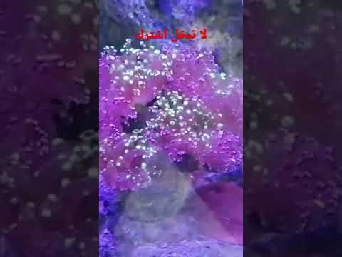 مرجان بحري فدشي روعه حركته مع تيار الماء  سوق الغزل