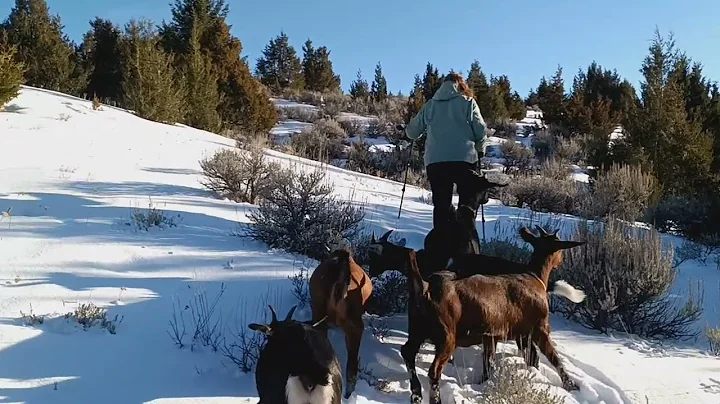 3rd goat training hike - state land