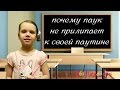 ЕваПочемучка -  почему паук не прилипает к своей паутине