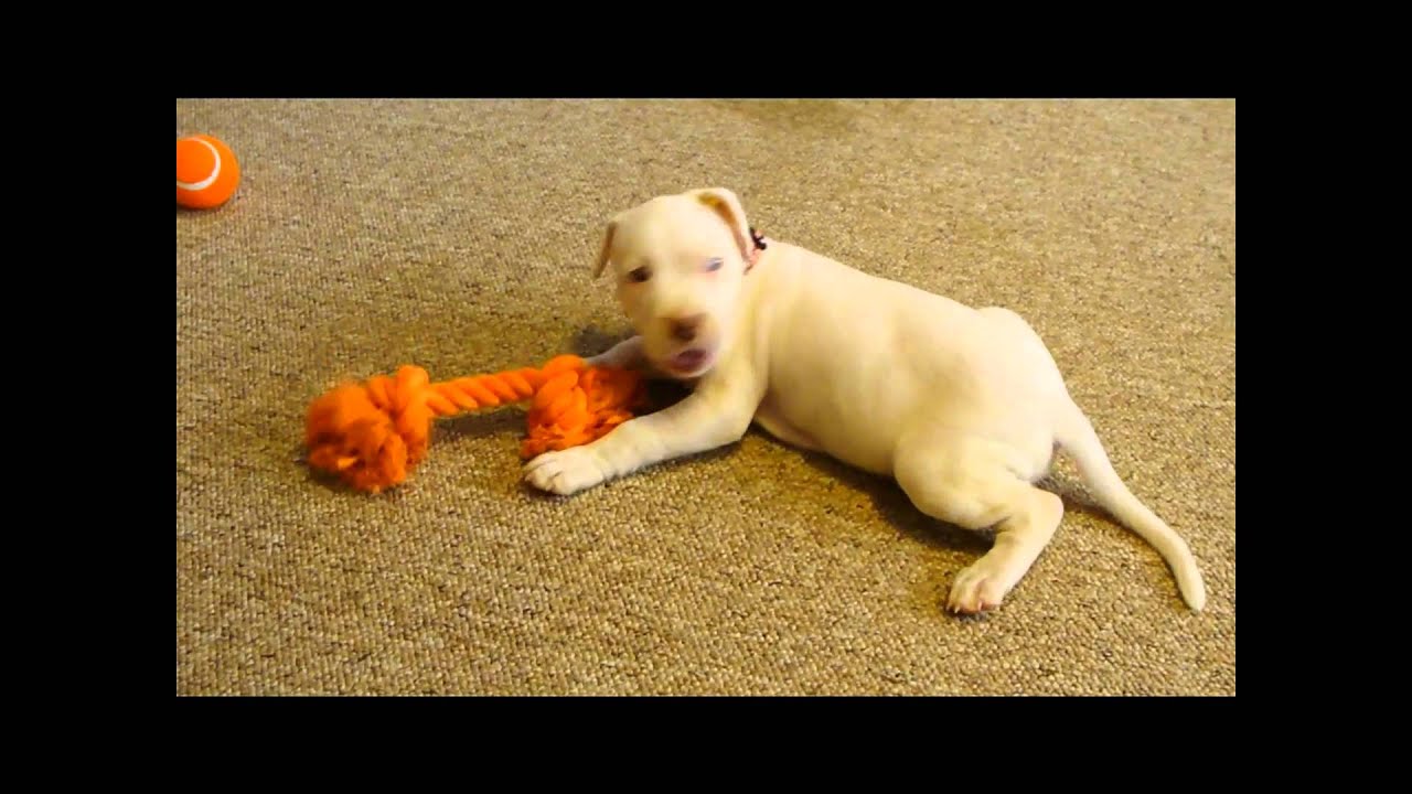 puppy paradise lily.wmv