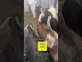 معزا عددها ١٠ تحتها ١٧ بيعت بحراج الرقيبه على 2130 معزا عددها ١٠ تحتها ١٧ بيعت بحراج الرقيبه على 2130