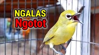 Pancingan PLECI bikin emosi 100% ngalas ngotot - JUARA PANCINGAN