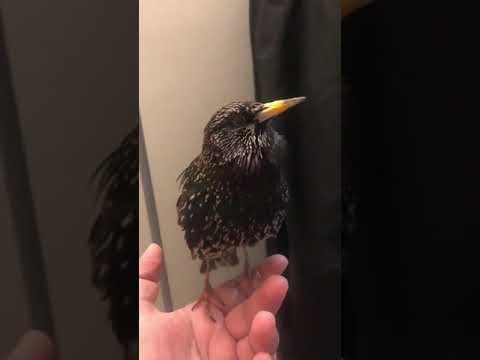 طائر الزرزور يقلد الأصوات بشكل جميل ورائع
