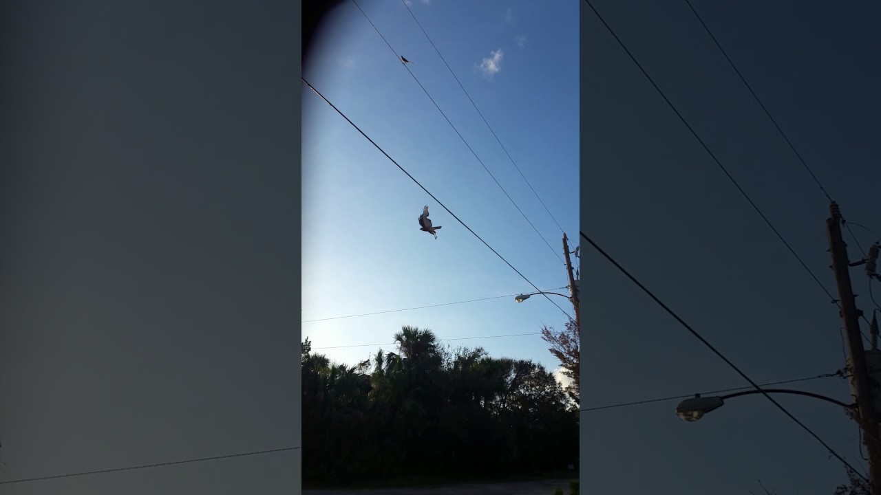 A Hawk friend of mine hands free instagram