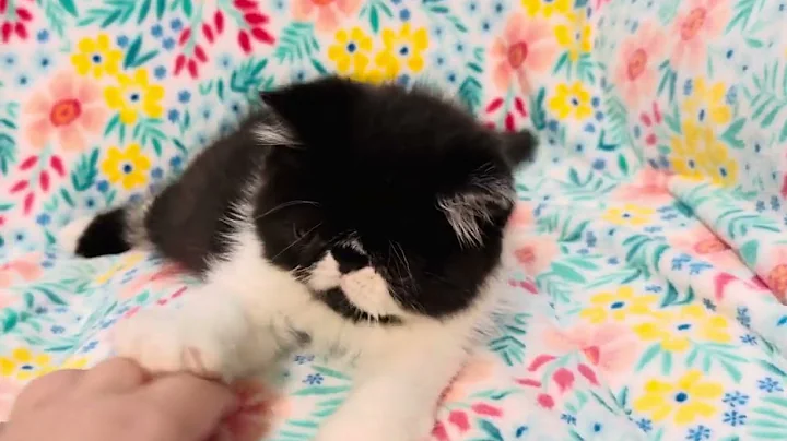 Video 5263061: exotic shorthair persian, cat exotic shorthair kitten, exotic shorthair boy, cats catlover kitten, kitten sweet cat