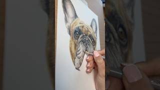 A4 French Bulldog | Louis βπΌ #pencildrawing #frenchbulldog #artist #art #drawing #realismdrawing A4 French Bulldog | Louis βπΌ #pencildrawing #frenchbulldog #artist #art #drawing #realismdrawing