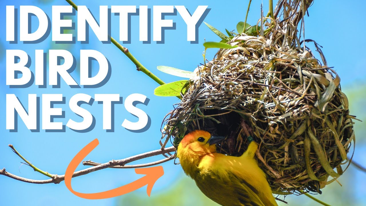 3 Best Tips For Bird Nest Identification for Newbie Birders YouTube 3 Best Tips For Bird Nest Identification for Newbie Birders YouTube