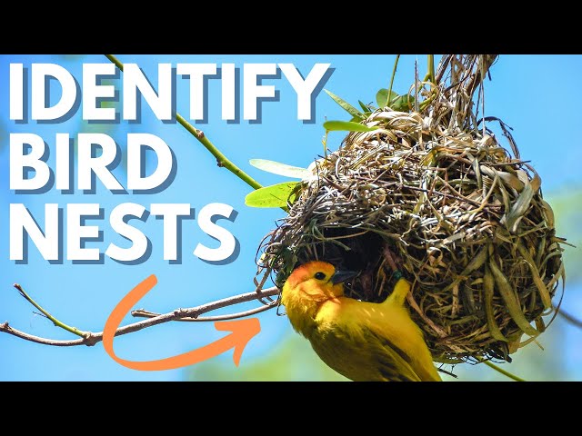 3 Best Tips For Bird Nest Identification (for newbie birders!) 