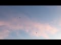 Агасиевские голуби Павла Шваба