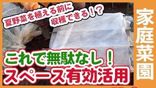 家庭菜園や農園の畑スペース有効活用！夏野菜栽培前に収穫できる！？種まきから最短で収穫出来るスペース活用方法をご紹介！【農家直伝】