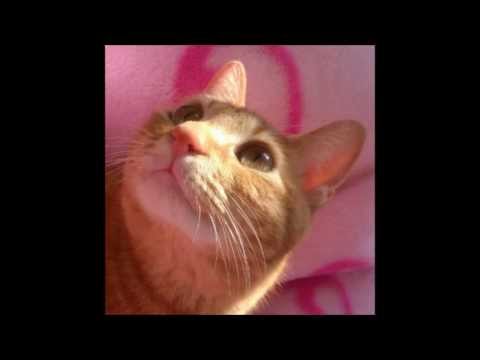 「おれ、ねこ」　こがねちゃんバージョン