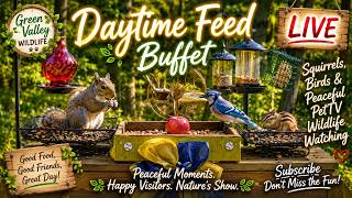 🌿 Buffet Daytime Feed LIVE | Peaceful Backyard Wildlife & PetTV Watching ☀️🐿️