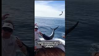 Ada yang Beratnya 707 Kg! Ini 3 Rekor Ikan Laut Paling Extreme