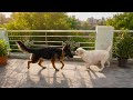 Labra or jarman shepat dog labra pappy cute dekho kya karte he #labrador #dog #dogshorts