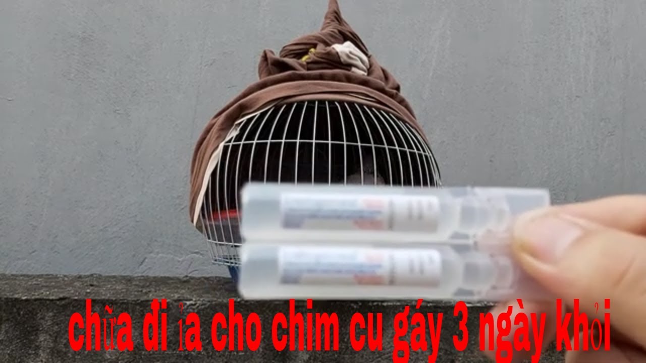 Cách chữa đi ỉa cho chim cu gáy đơn giản hiệu quả nhất