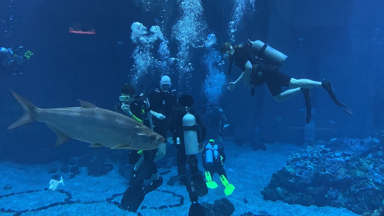 DIVE #9: Disney DiveQuest at Epcot | Part 2 (underwater footage ...