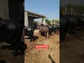 200 Plus Gabban Jhotian #Farm in Pakistan #fyp #shorts #reels