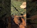 the removal of a plant by its roots is carried out by an expert#shortvideo