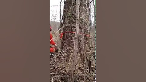 Felling of dead ash tree