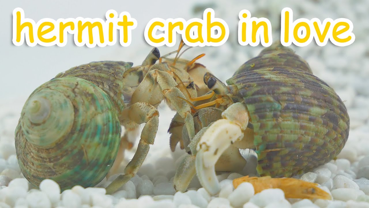 hermit crab in love | 4K Cute animal Pet Crab funny - YouTube
