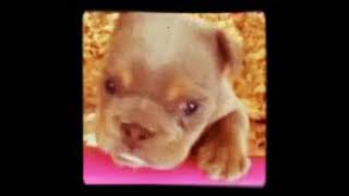 #cute #dog #video #tenor #youtube_shorts #shorts #youtube #bhaiology