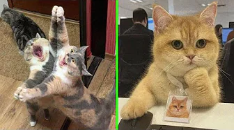 The Best Cat Photos From “Why You Should Have A Cat”