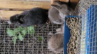 Rabbits in their new hutch & babies.