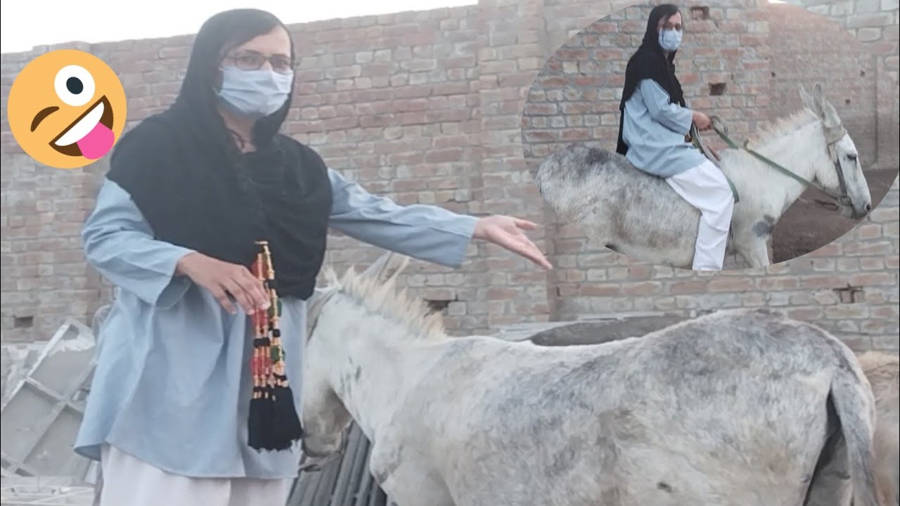 Long Duration Donkey Riding ll Donkey Riding Funny Video ll Donkey ...