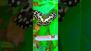 ما معنى كلمة فراشة باللغة الإنجليزيةجمال الطبيعةتعلم اللغة  do   this insect in English a butterfly