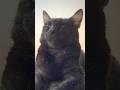 This Cat Is Too Cute 🖤 #cutecat