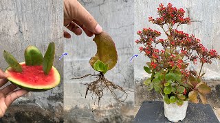 The kalanchoe pinnata leaves in the ground grow super fast thanks to this trick