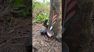 🌳 I Was Harvesting Rubber… Then a turtle Appeared! 🐢 #Nature #ASMR #turtle #slicingasmr