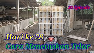 Cara Menetaskan Telur Bebek Hari ke 28 #peternakan #duck #incubator