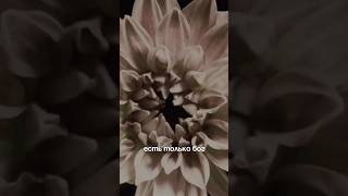 Всё есть Бог #единоесознание #здесьисейчас #познайсебя