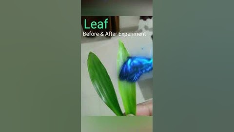 chlorophyll is necessary for photosynthesis